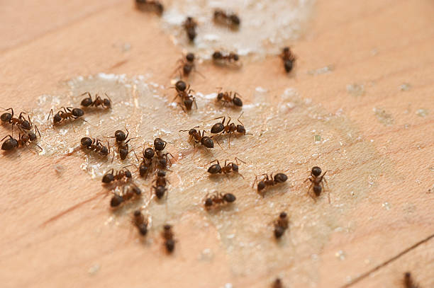 Best Ant Control Services  in Seymour, TN