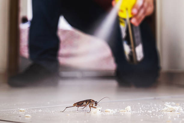Best Flea Control Services  in Seymour, TN